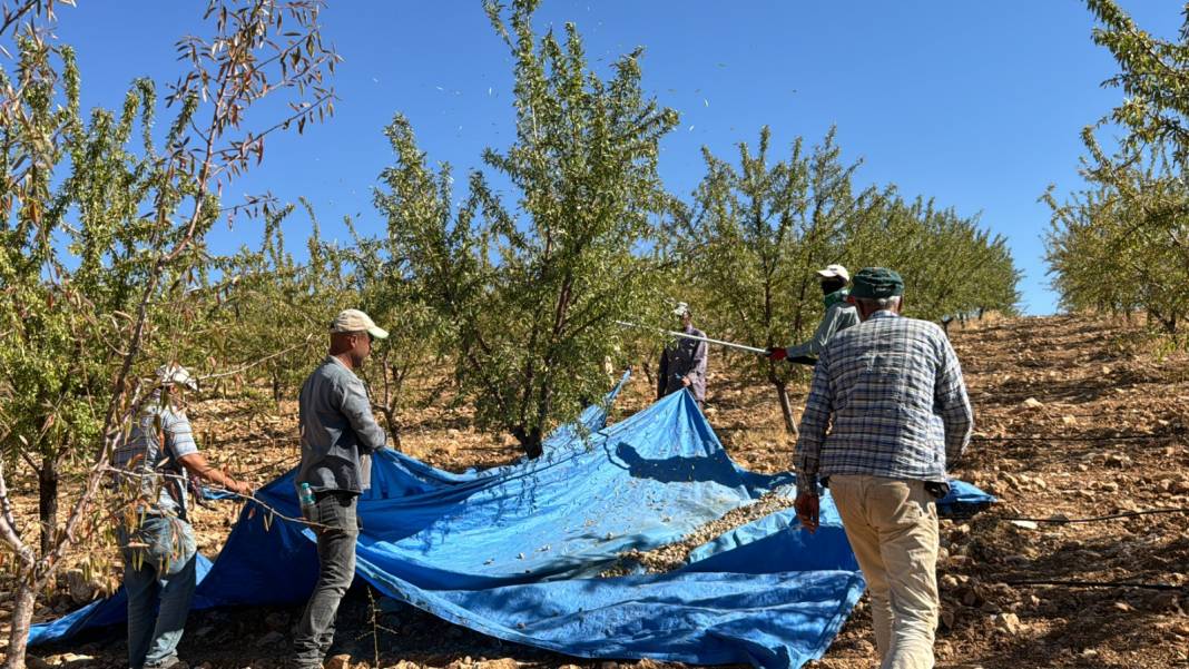 Elazığ'da hasadı başladı. 400 ton rekolte bekleniyor 11